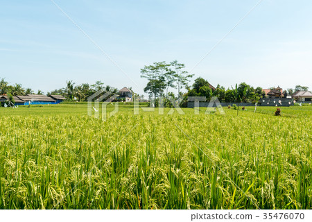 Rice field in Bali Rice field in Bali 35476070