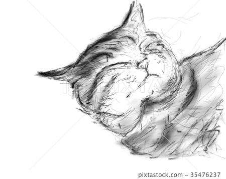 Cat Illustration Cat Illustration 35476237