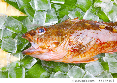 Scorpion food 35476401