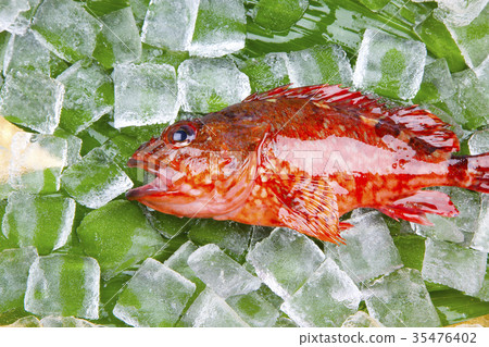 Scorpion food 35476402