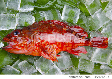 Scorpion food 35476403