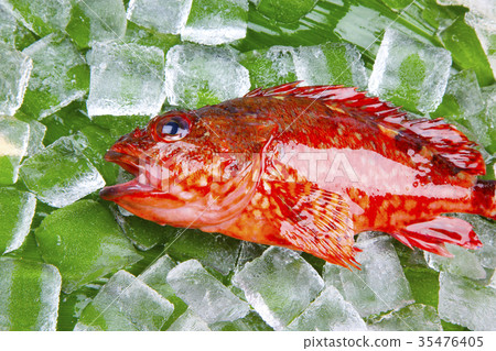 蝎子食物 35476405