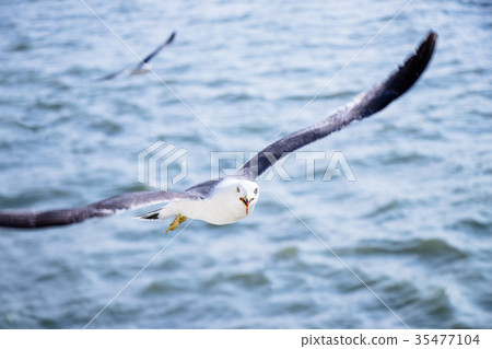 seagull 35477104
