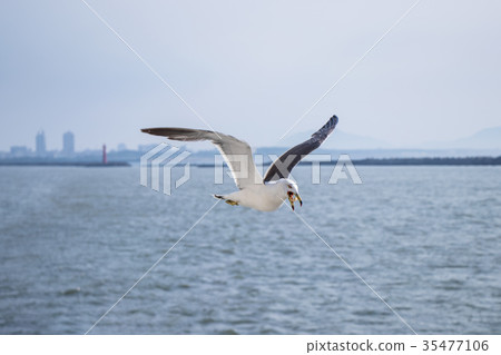 seagull 35477106