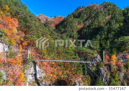 << Tochigi Prefecture >> Seto Gokyo, colored leaves and suspension bridge << Tochigi Prefecture >> Seto Gokyo, colored leaves and suspension bridge 35477167