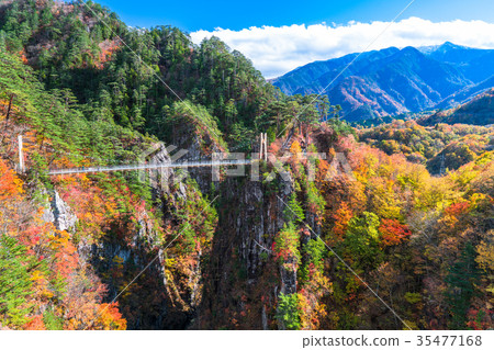 << Tochigi Prefecture >> Seto Gokyo, colored leaves and suspension bridge << Tochigi Prefecture >> Seto Gokyo, colored leaves and suspension bridge 35477168