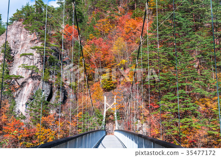 << Tochigi Prefecture >> Seto Gokyo, colored leaves and suspension bridge << Tochigi Prefecture >> Seto Gokyo, colored leaves and suspension bridge 35477172