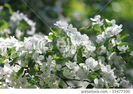 Tsukushinaido Tsukushinaido 35477300