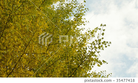 Autumn ginkgo tree copy space background material 35477418