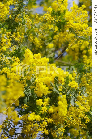 Ginkgo acacia Ginkgo acacia 35477445