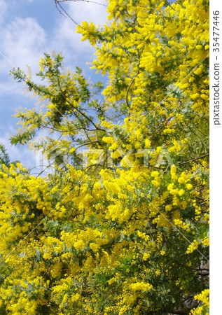 Ginkgo acacia Ginkgo acacia 35477446