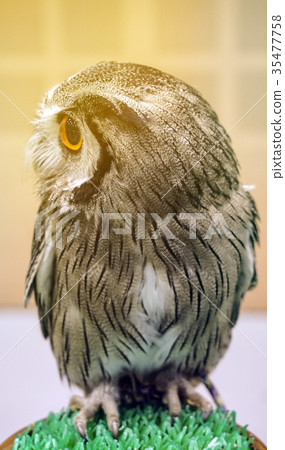Small pet owl with big round eyes Small pet owl with big round eyes 35477758