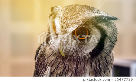 Small pet owl with big round eyes Small pet owl with big round eyes 35477759