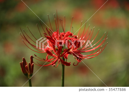 奈良Yuryuji寺群集花 奈良Yuryuji寺群集花 35477886