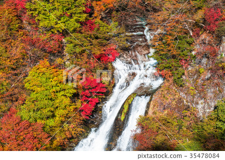 << Tochigi Prefecture's Kirinoki Falls of autumn leaves 35478084