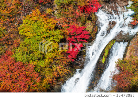<< Tochigi Prefecture's Kirinoki Falls of autumn leaves << Tochigi Prefecture's Kirinoki Falls of autumn leaves 35478085
