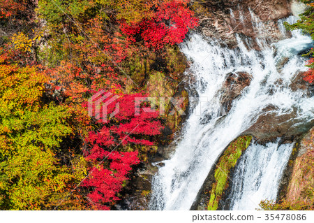 << Tochigi Prefecture's Kirinoki Falls of autumn leaves << Tochigi Prefecture's Kirinoki Falls of autumn leaves 35478086