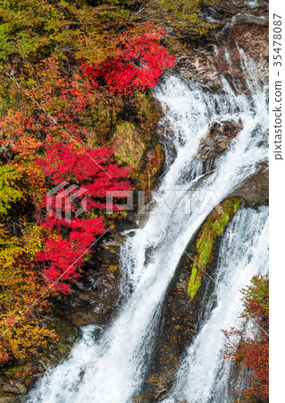 << Tochigi Prefecture's Kirinoki Falls of autumn leaves << Tochigi Prefecture's Kirinoki Falls of autumn leaves 35478087
