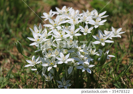 伯利恆之星 35478322