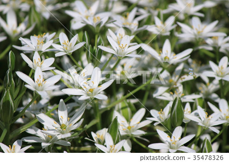 Star of Bethlehem Star of Bethlehem 35478326