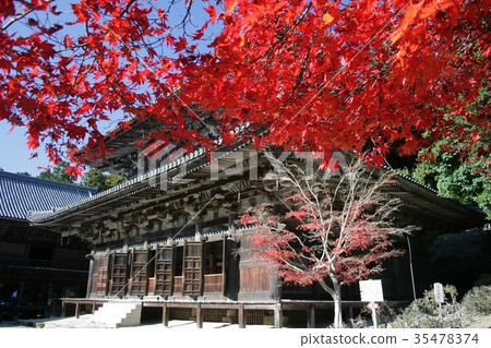 Shoshozan Confucian temple Great auditorium Autumn leaves 35478374