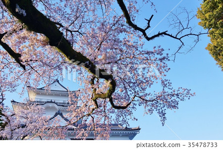 神奈川縣旅遊景點櫻花點·小田原城堡天守閣的櫻花和櫻花莖和水平位置 35478733