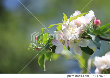 Apple flowers 35478738