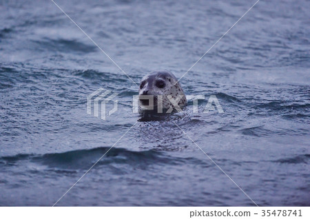 野生蝦海豹(北海道,北海道) 野生蝦海豹(北海道,北海道) 35478741