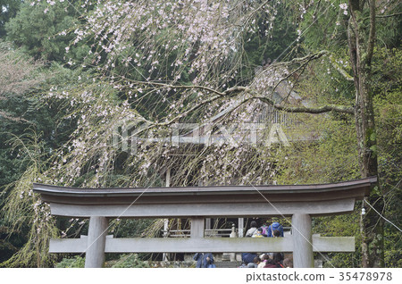 Kinuta Shrine Yoshino Sakura 35478978