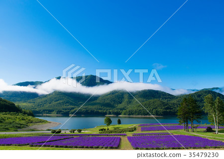 Lavender field and lake Jinshan Lake Minamifurano 35479230