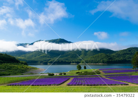 薰衣草田和湖金山湖南大麻 35479322