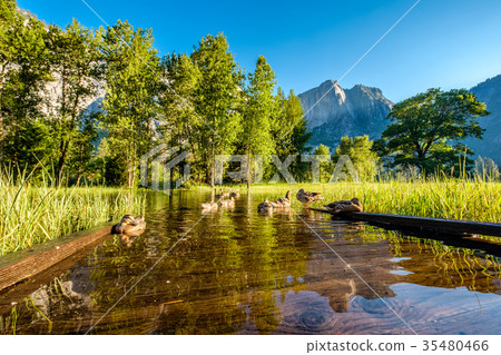 Meadow with flooded boardwalk in Yosemite 35480466