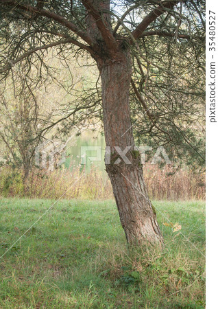 closeup of isolated pine trunk in border river closeup of isolated pine trunk in border river 35480527
