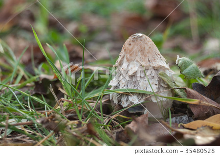closeup of shaggy coprinus mushroom in the grass closeup of shaggy coprinus mushroom in the grass 35480528
