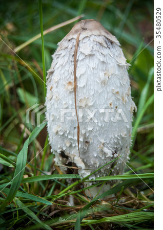 closeup of shaggy coprinus mushroom in the grass closeup of shaggy coprinus mushroom in the grass 35480529