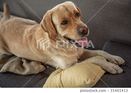 Outgoing animal companion resting on couch Outgoing animal companion resting on couch 35481413