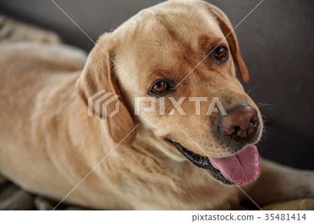 Cheerful pet situating on cozy sofa Cheerful pet situating on cozy sofa 35481414
