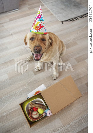 Glad labrador situating near presents 35481704