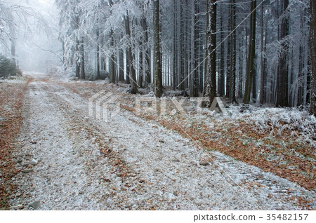 Forest road 35482157