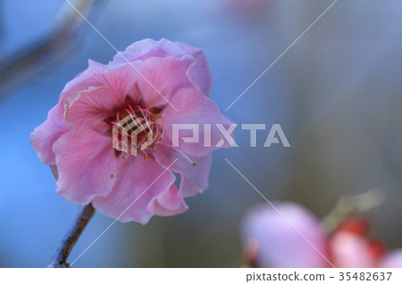 紅色李子和藍天 紅色李子和藍天 35482637