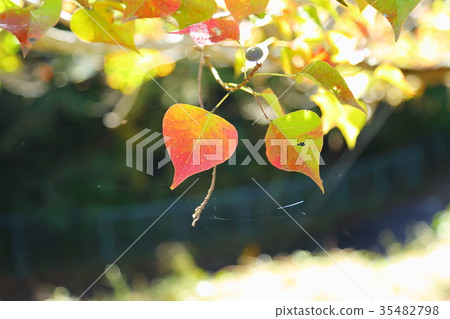 Nankinghase autumn leaves Nankinghase autumn leaves 35482798
