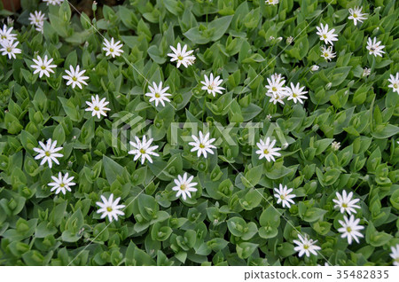Shikotan hakobe in full bloom 35482835
