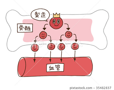 Bone marrow blood production blood vessels - Stock Illustration [35482837]  - PIXTA