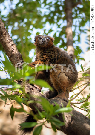 red madagascar lemur 35482995