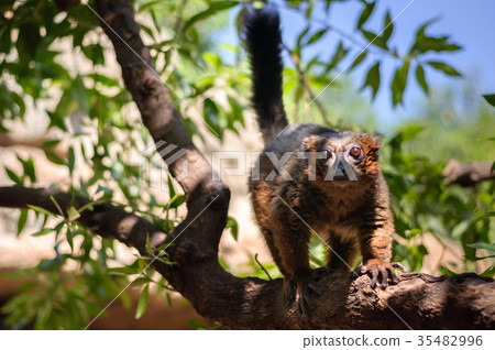 red madagascar lemur 35482996
