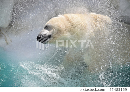 Polar bear Polar bear 35483169
