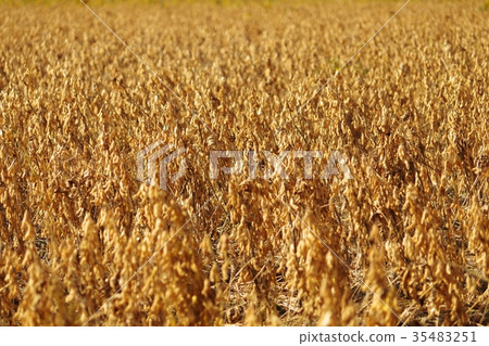 The soybean field in autumn is approaching harvest 35483251