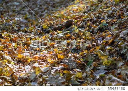 成堆的落葉的山路 35483468