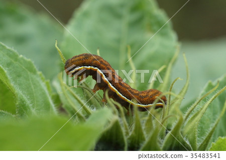 生物昆蟲一種白頭毛蟲，一種帶有白線的幼蟲。我們吃各種各樣的植物，但似乎沒有爆發 35483541