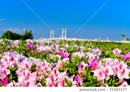 Bay Bridge from Minatobiru Hill Park 35483577